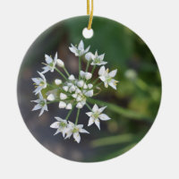 White Flowers Delicate Floral Blossom Natuur Foto