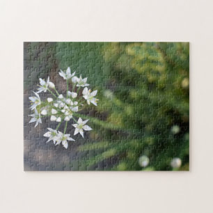 White Flowers Delicate Floral Blossom Natuur Foto Legpuzzel