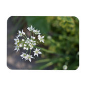 White Flowers Delicate Floral Blossom Natuur Foto Magneet (Horizontaal)