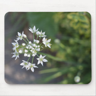 White Flowers Delicate Floral Blossom Natuur Foto Muismat