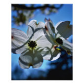 white flowers foto afdruk (Voorkant)
