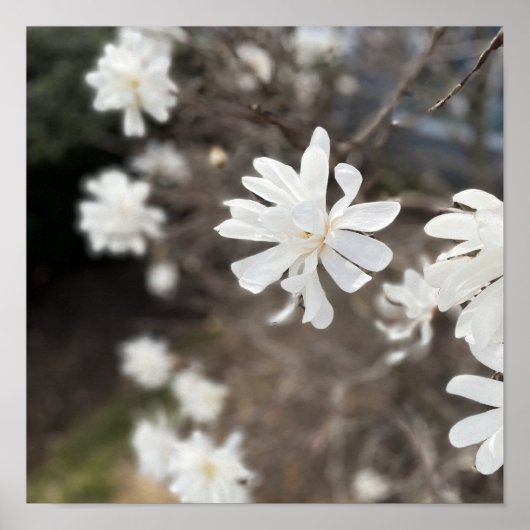 White Flowers Foto Poster (Voorkant)