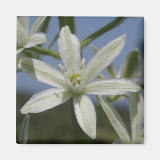 White Flowers Magnet (Voorkant)