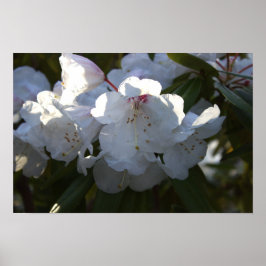 White Flowers Poster