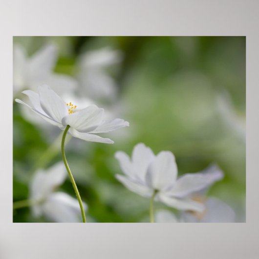 White Flowers Poster (Voorkant)