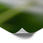 White Flowers Poster (Hoek)