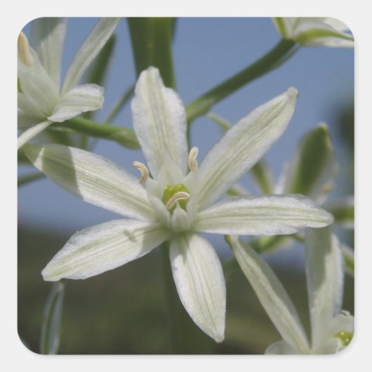 White Flowers Stickers (Voorkant)