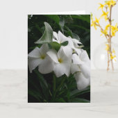 White Flowers Wenskaart Kaart (Gele Bloem)