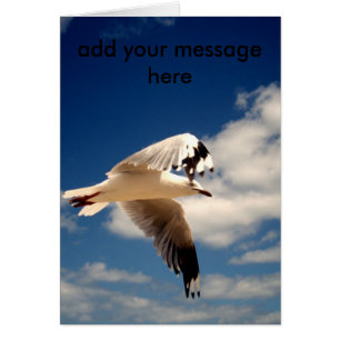 White Flying Zee Gull