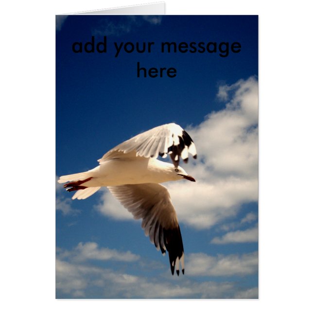 White Flying Zee Gull (Voorkant)