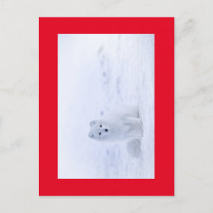 WHITE FOX BRIEFKAART