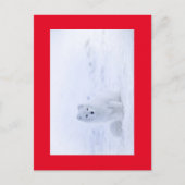 WHITE FOX BRIEFKAART (Voorkant)