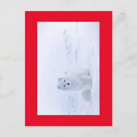 WHITE FOX BRIEFKAART (Voorkant)