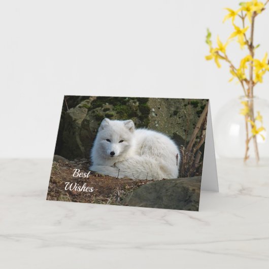 White Fox Foto Gefeliciteerd Kaart (Gele Bloem)