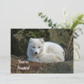 White Fox Photo Birthday Kaart (Staand voorkant)