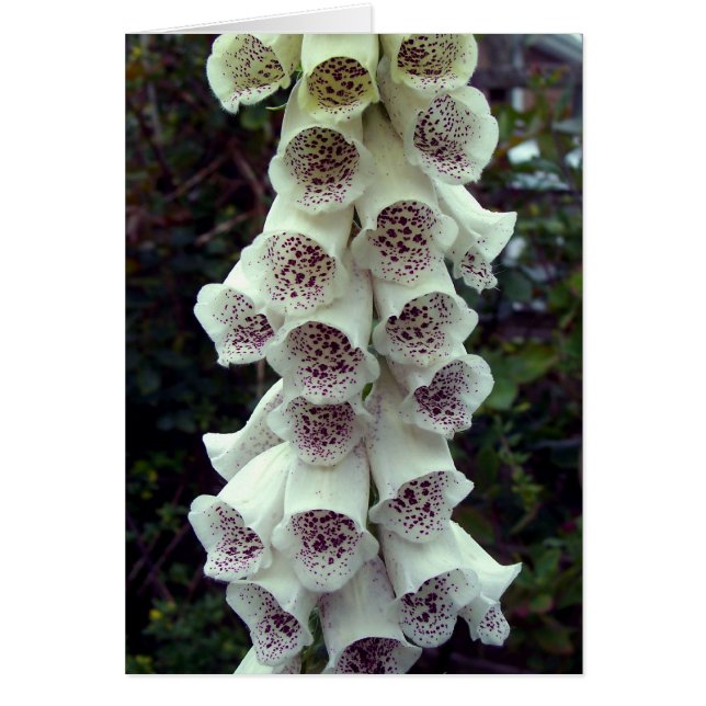 White Foxglove (Voorkant)