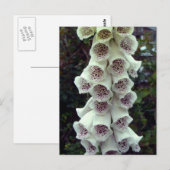 White Foxglove Briefkaart (Voorkant / Achterkant)
