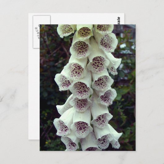White Foxglove Briefkaart (Voorkant / Achterkant)