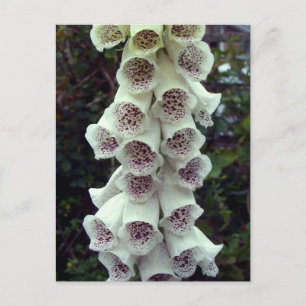 White Foxglove Briefkaart