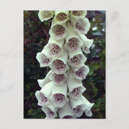White Foxglove Briefkaart (Voorkant)