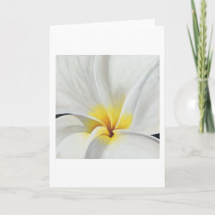 White Frangipani Art Card Kaart