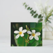 White Frangipani Briefkaart (Staand voorkant)