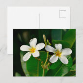 White Frangipani Briefkaart (Voorkant / Achterkant)
