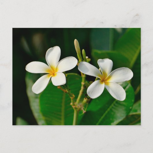 White Frangipani Briefkaart (Voorkant)