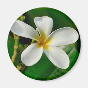 White Frangipani Canvas — laptophoes Servin Magneet