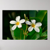 White Frangipani Canvas Print (Voorkant)