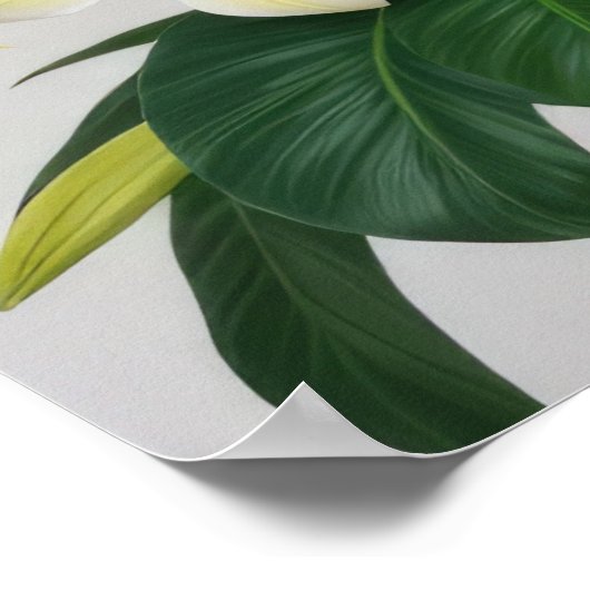 White Frangipani Flower Poster (Hoek)