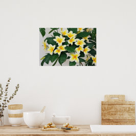 White Frangipani Flower Poster