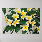 White Frangipani Flower Poster (Voorkant)
