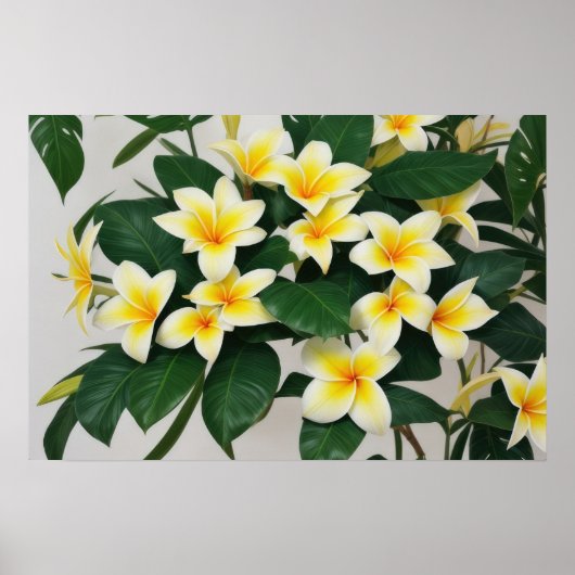 White Frangipani Flower Poster (Voorkant)