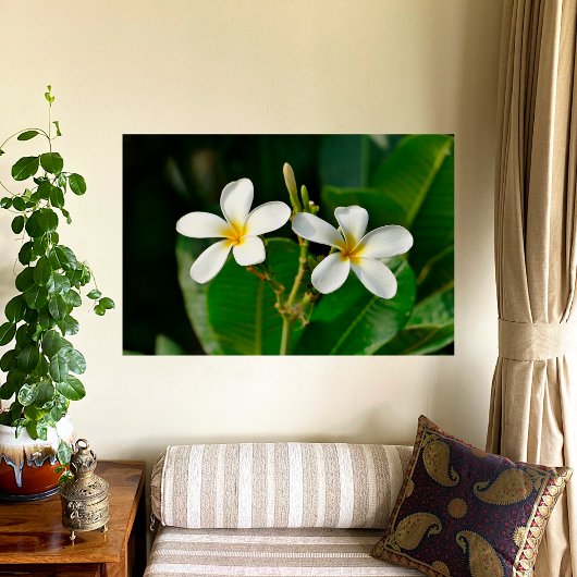 White Frangipani Foto Afdruk