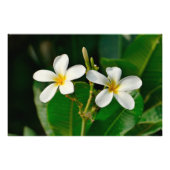 White Frangipani Foto Afdruk (Voorkant)