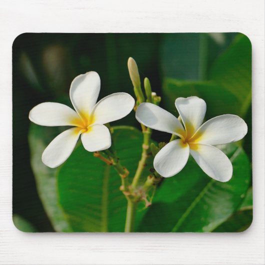 White Frangipani Muismat (Voorkant)