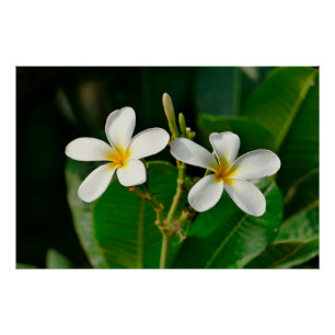 White Frangipani Perfect Poster