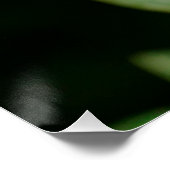 White Frangipani Perfect Poster (Hoek)