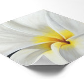 White Frangipani Poster (Hoek)