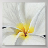 White Frangipani Poster (Voorkant)