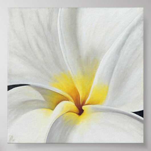 White Frangipani Poster (Voorkant)