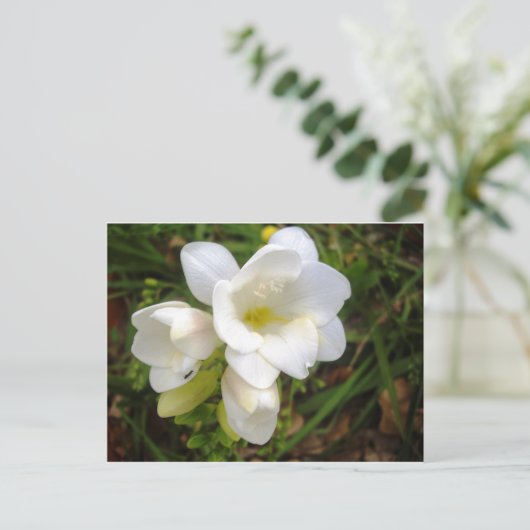White Freesia Briefkaart (Staand voorkant)