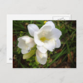 White Freesia Briefkaart (Voorkant / Achterkant)