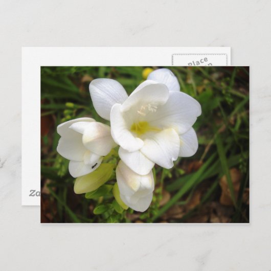 White Freesia Briefkaart (Voorkant / Achterkant)