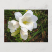 White Freesia Briefkaart (Voorkant)
