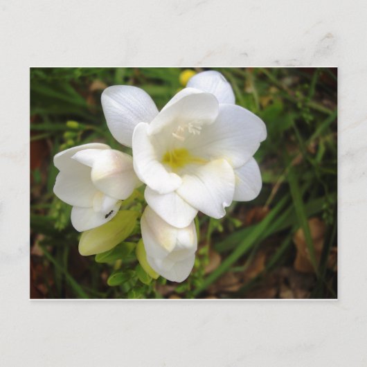 White Freesia Briefkaart (Voorkant)
