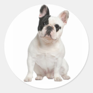 White French Bulldog Puppy Dog Black Eye Ronde Sticker