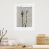 White-Fringed orchis Poster (Keuken)