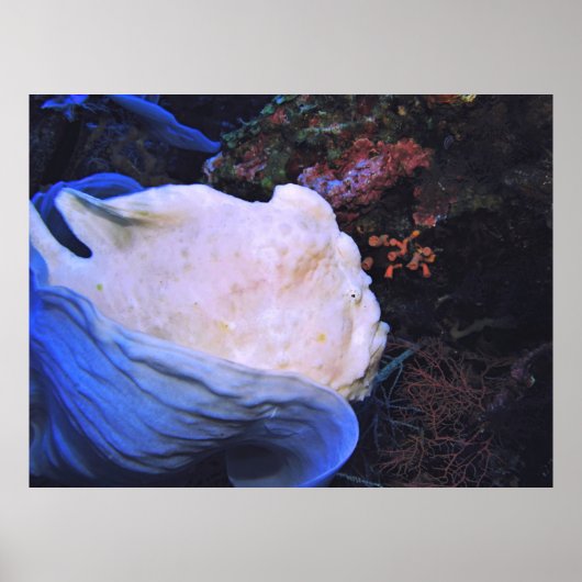 White Frogfish Portret Poster (Voorkant)